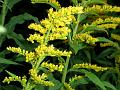 Common Goldenrod